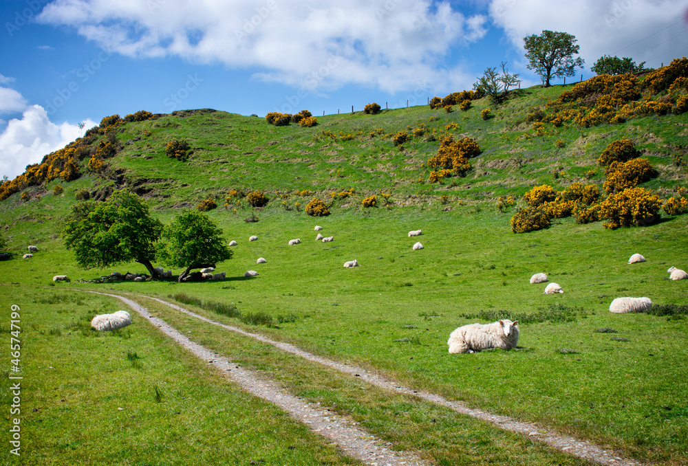 Rugged Irish Landscape on Sunny Day