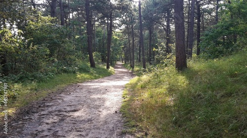 Waldweg