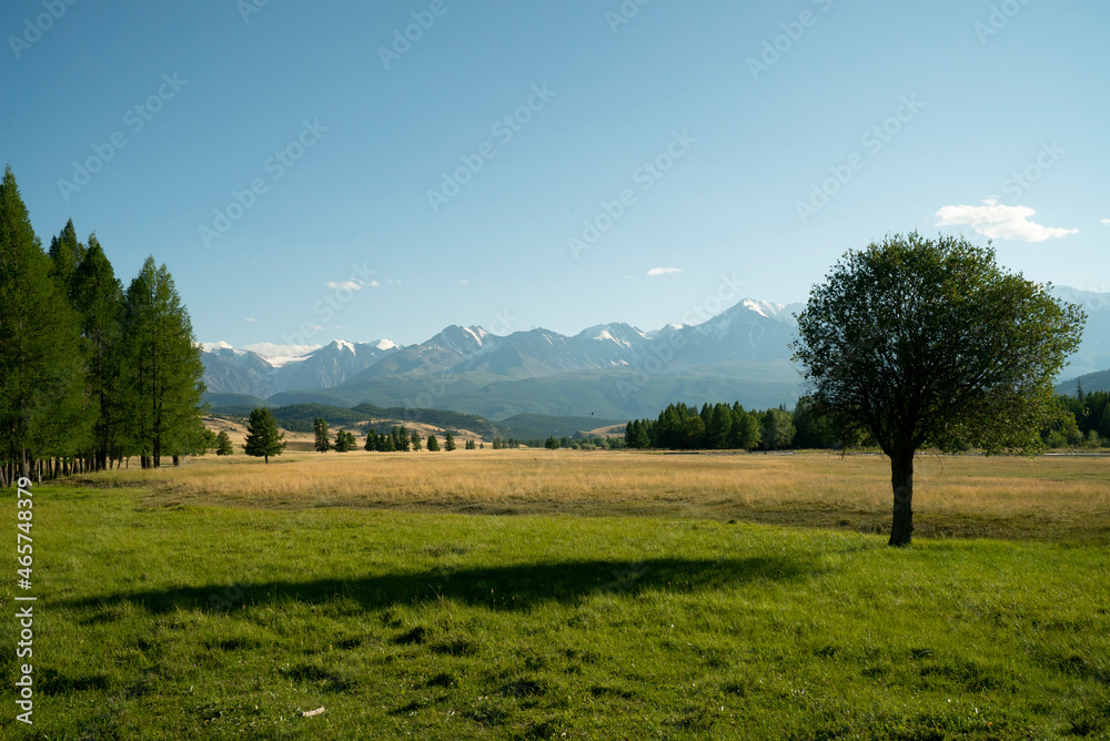 Fototapeta premium Lush green grass on a background of mountains