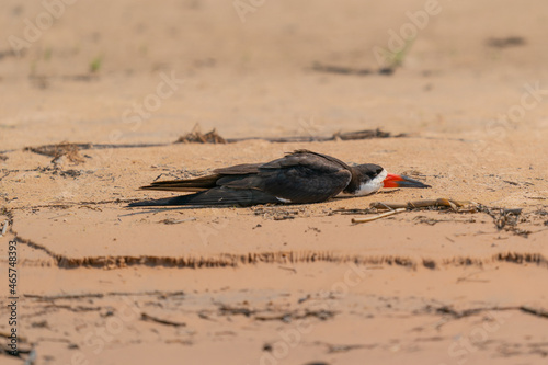 The black skimmer (Rynchops niger)
