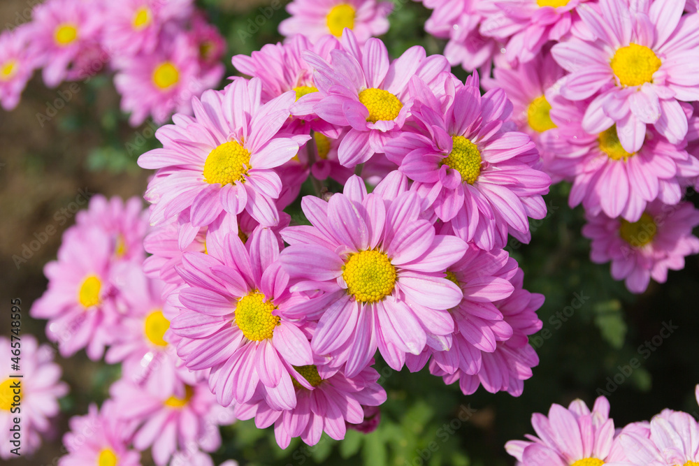 Beautiful pink chrysanthemum flower background Beautiful pink chrysanthemum flower background