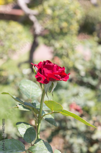 Red roses flower in the garden