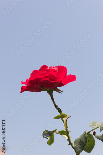 Red roses flower in the garden