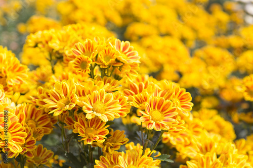 Beautiful yellow chrysanthemum flower background