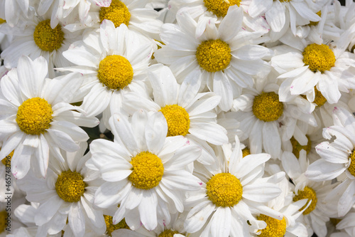 White chrysanthemum flower