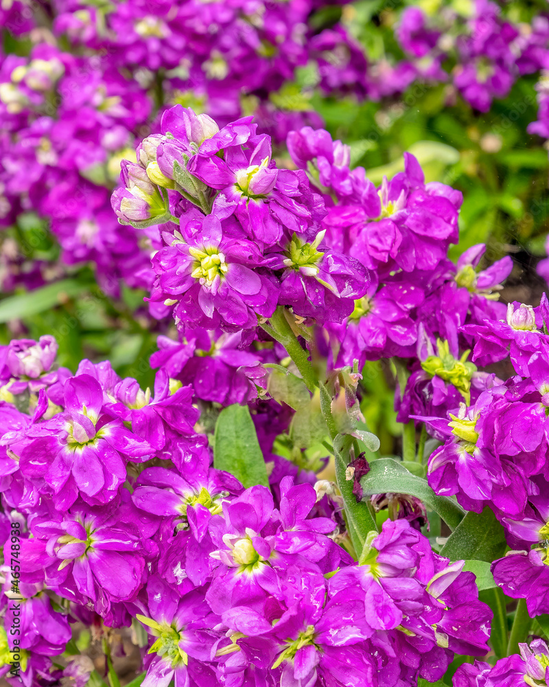 vivid violet colored hoary stock flowers in the garden vivid violet colored hoary stock flowers in the garden