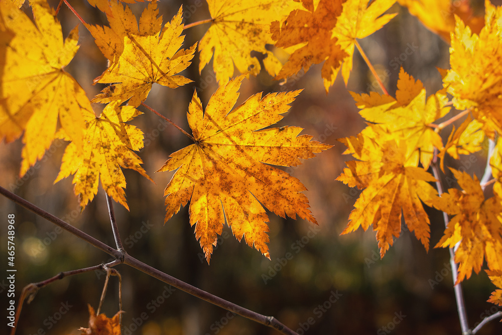 Yellow autumn maple leaves illuminated by the sun Yellow autumn maple leaves illuminated by the sun
