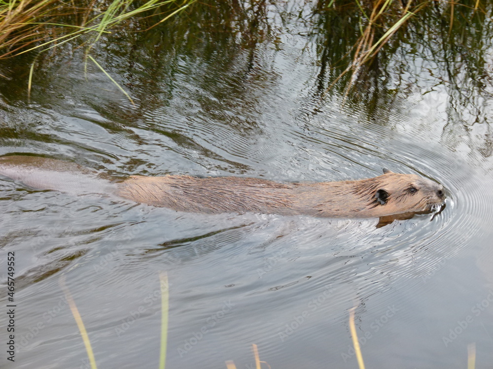 Fototapeta premium Biber im Wasser