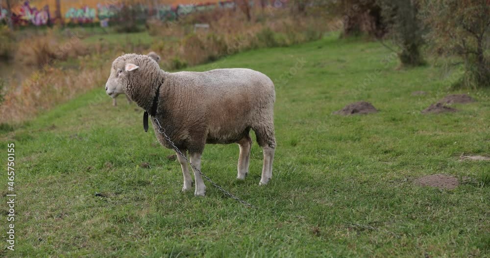 Sheep on meadow. Cute sheep on green pasture. Farm animal portrait