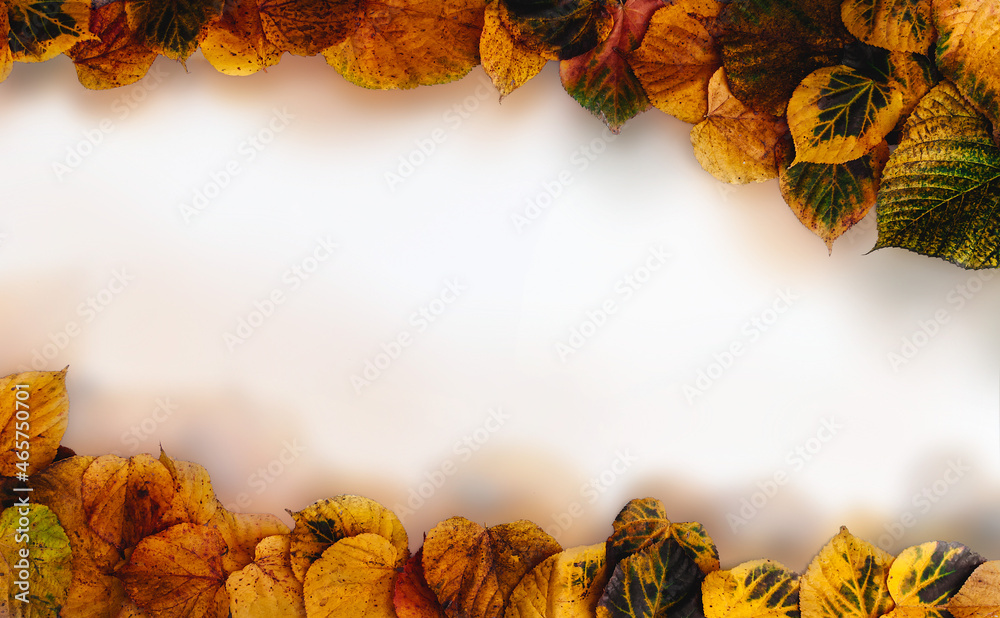 Wielobarwne malownicze jesienne liście na białym tle.  - obrazy, fototapety, plakaty 