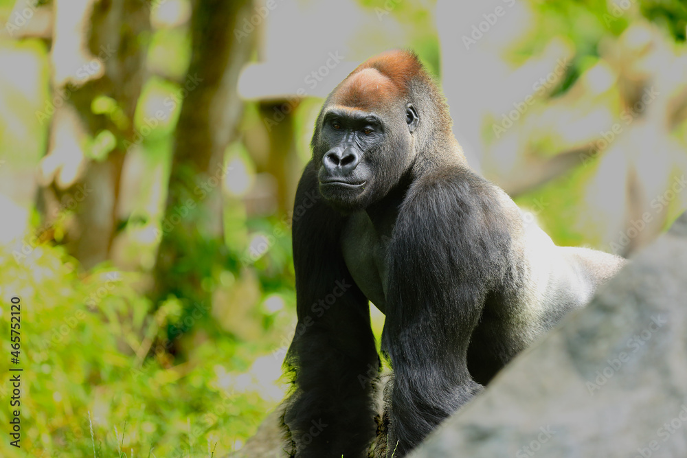 The western lowland gorilla (Gorilla gorilla gorilla) silver-back male in the green grass. Detail. Portrait. The western lowland gorilla (Gorilla gorilla gorilla) silver-back male in the green grass. Detail. Portrait.