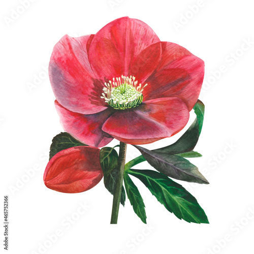 Fototapeta Naklejka Na Ścianę i Meble -  watercolor red flower hellebore
