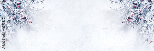 Christmas background of snow-covered branches with berries.