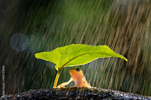 Billede på lærred frog in the rain