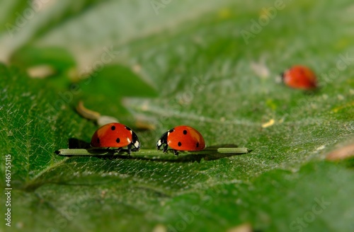 ladybugs on strawberry leaves photo