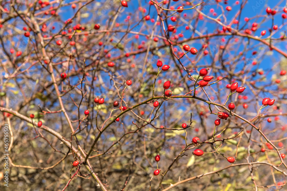 Rosehip fruit for herbal treatment, ripe rosehip fruit. Rosehip bush on a nice autumn background. Traditional medicine for colds. Rosehip fruit for herbal treatment, ripe rosehip fruit. Rosehip bush on a nice autumn background. Traditional medicine for colds.