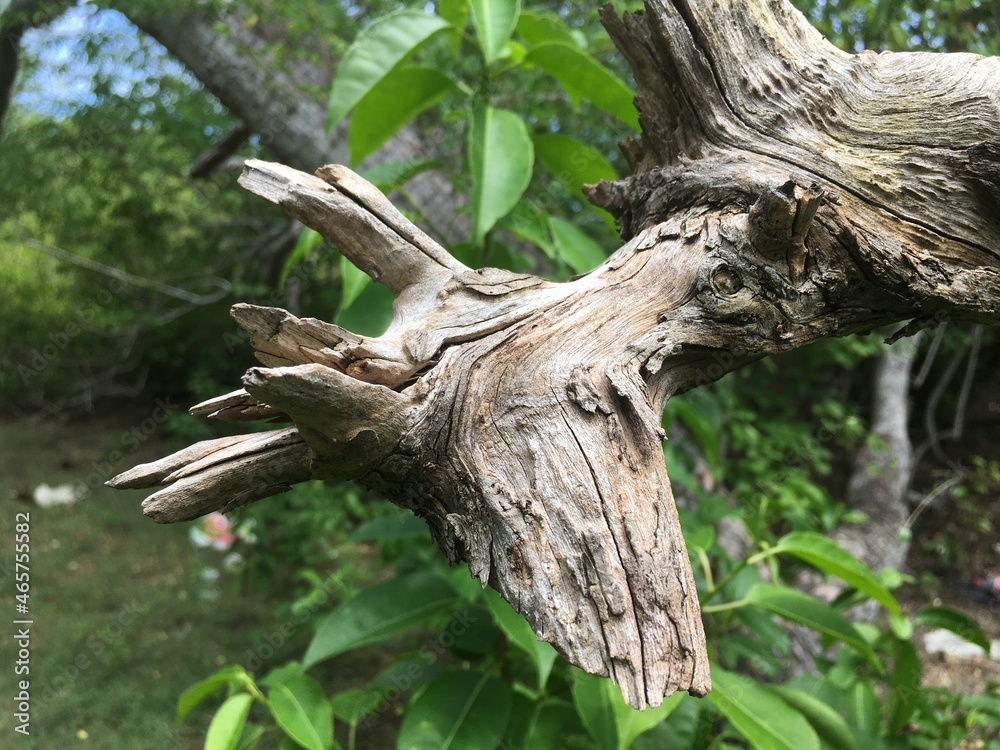 Beautiful natural art of dead stem of a tree