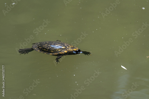 Turtle in its natural habitat. Pond turtle, yellow-bellied turtle swimming in a pond.