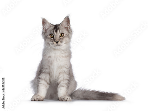 Cute Maine Coon cat kitten, sitting up facing front. Looking towards camera. Isolated on a white background.