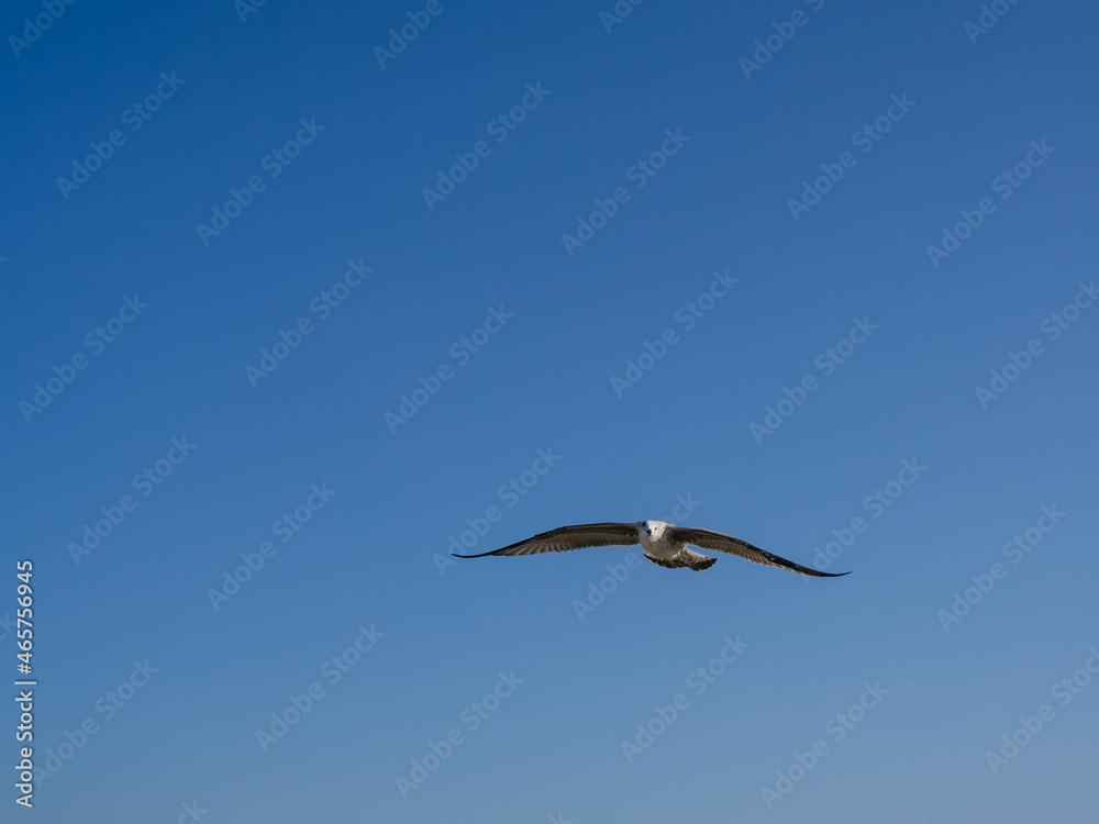 Seagull flying with open wings and copy space with blue sky Seagull flying with open wings and copy space with blue sky