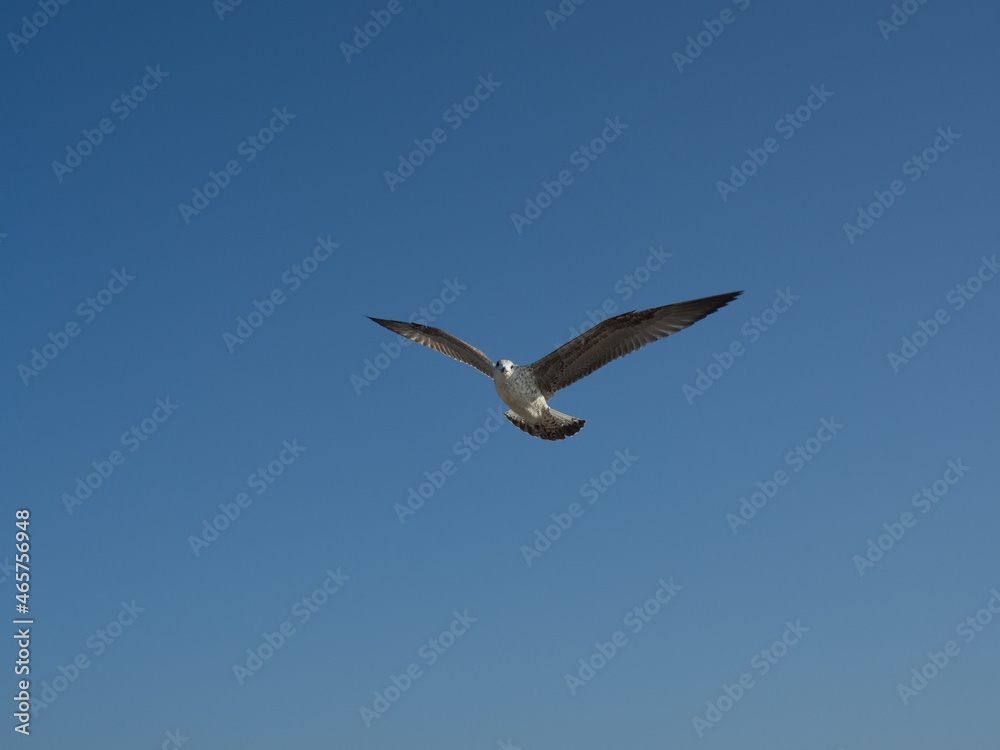 Seagull flying with open wings and copy space with blue sky Seagull flying with open wings and copy space with blue sky