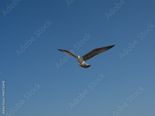 Seagull flying with open wings and copy space with blue sky