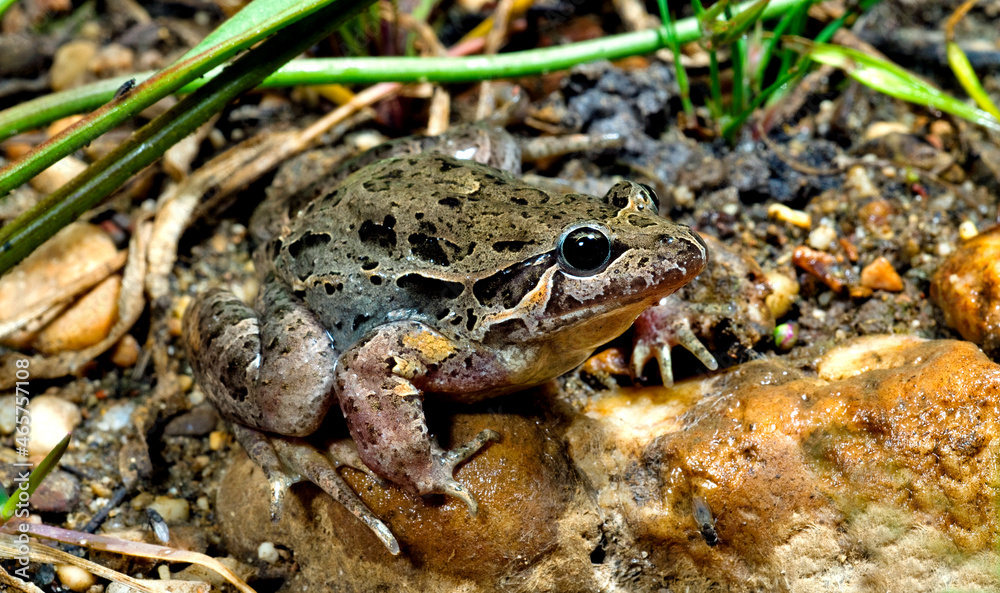 Iberian painted frog // Iberischer Scheibenzüngler // Sapillo pintojo ibérico (Discoglossus galganoi) Iberian painted frog // Iberischer Scheibenzüngler // Sapillo pintojo ibérico (Discoglossus galganoi)