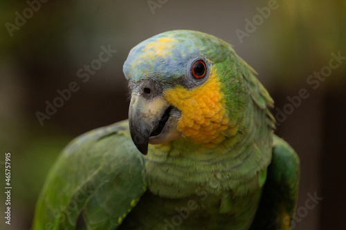 Papagaio © Fernando Ralfer