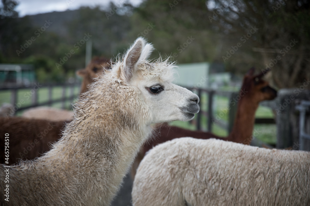 Obraz premium Alpacas