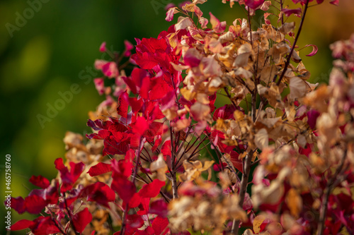 Jesienne liście, kolory jesieni