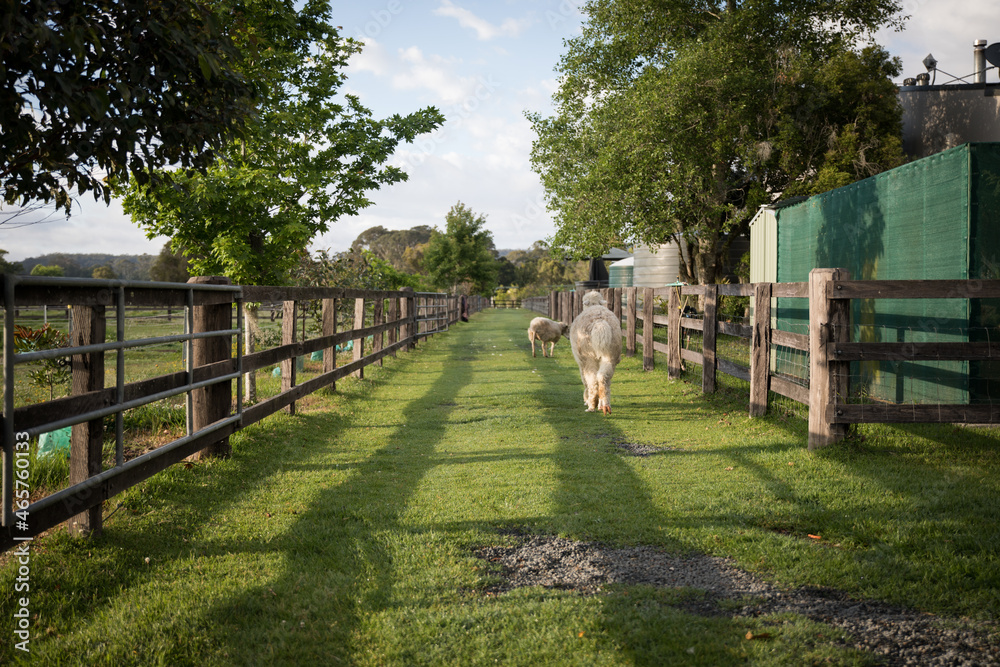 Alpacas Alpacas