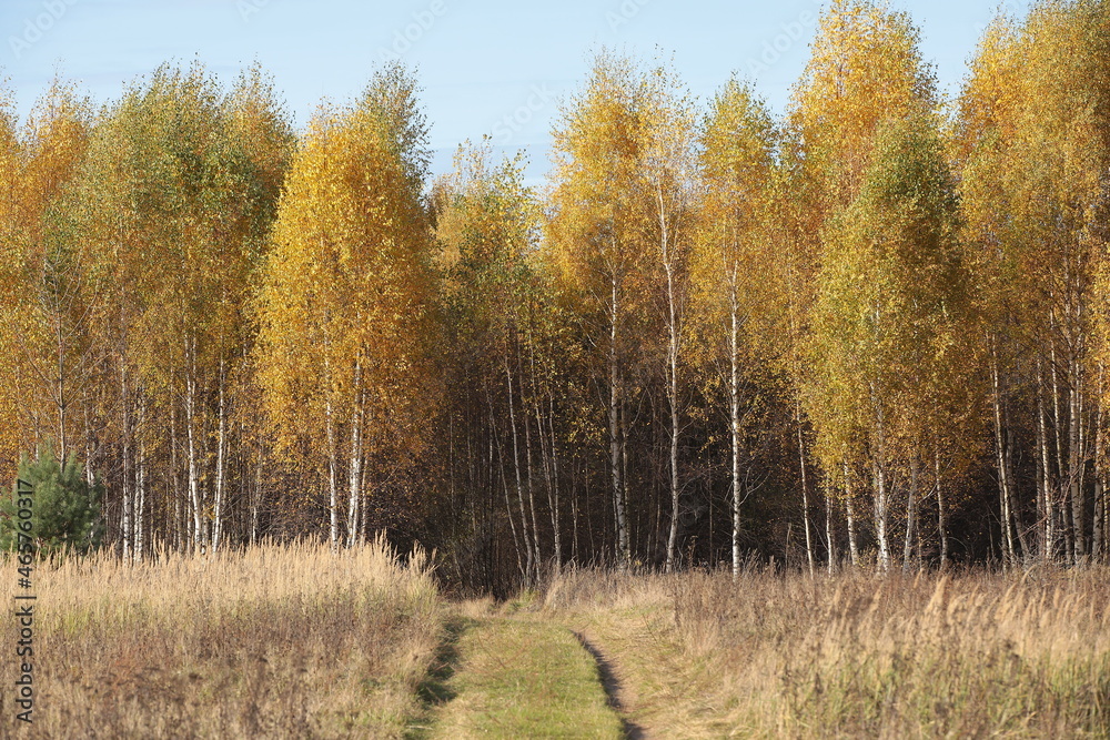 View of the path in the autumn field going into the golden birch forest View of the path in the autumn field going into the golden birch forest