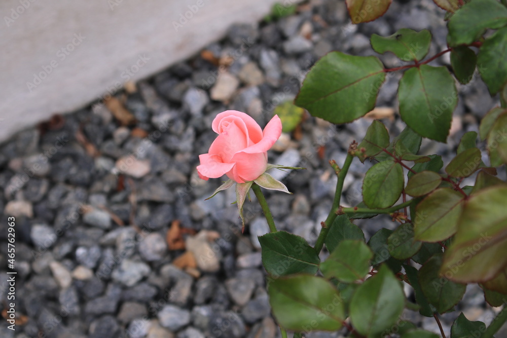 roses in the garden roses in the garden