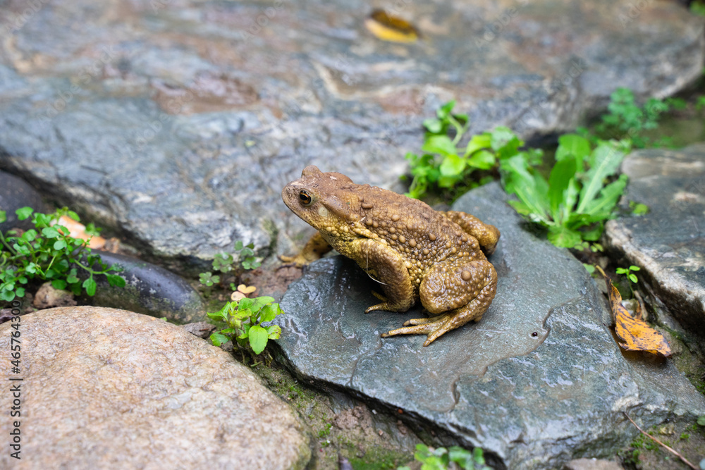 Fototapeta premium Toad Toad close-up in the grass on the rural ground