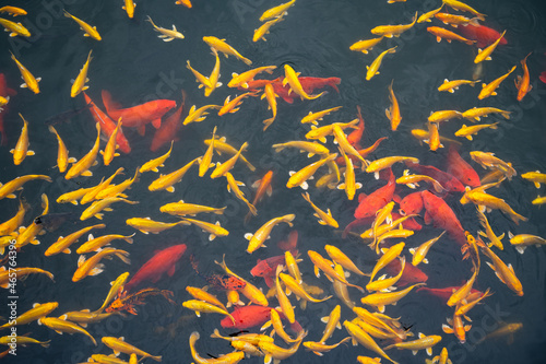 School of goldfish koi swimming on the water