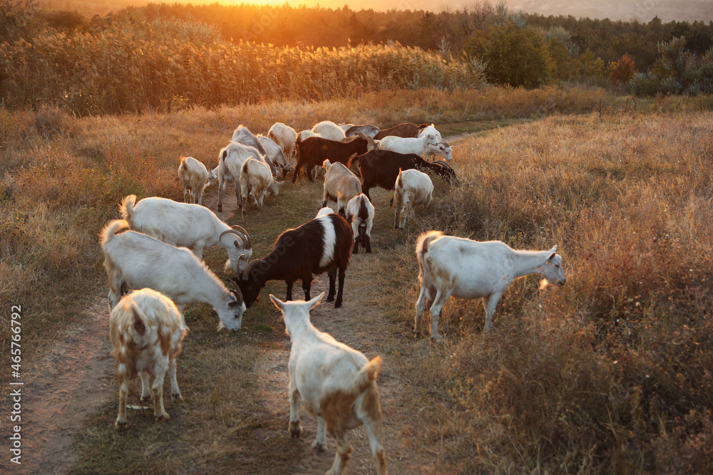 Farm animals. Goats on dirt road near pasture in evening