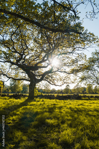 Oak tree with sun shining through casting shadows on soft green grass in Skåne Sweden
