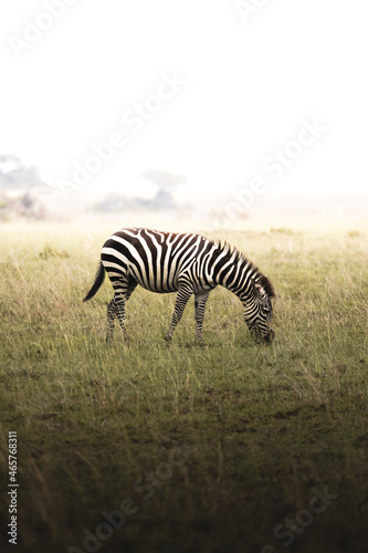 Zebra on africa safari vertical serengeti