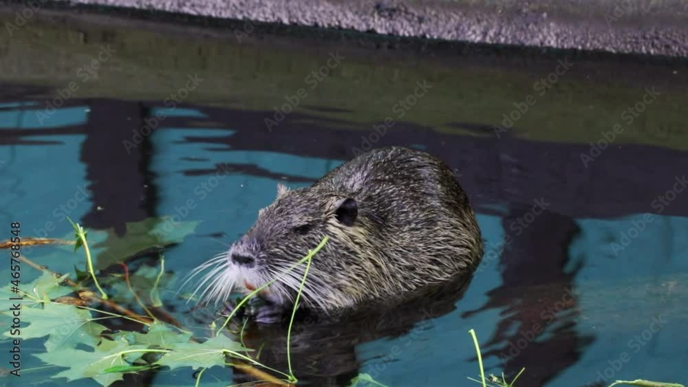 A close-up of a nutria that sits in the water and eats the green leaves of a fallen tree. Wild animal. Otter in the wild A close-up of a nutria that sits in the water and eats the green leaves of a fallen tree. Wild animal. Otter in the wild