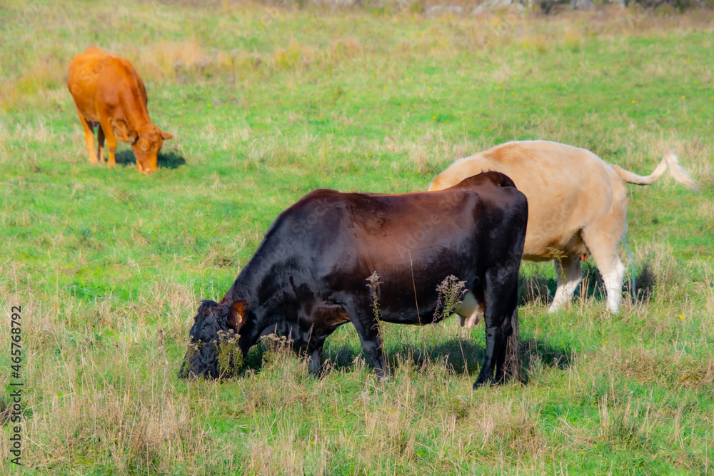 Pretty cows in a Quebec farm in the Canadian coutryside