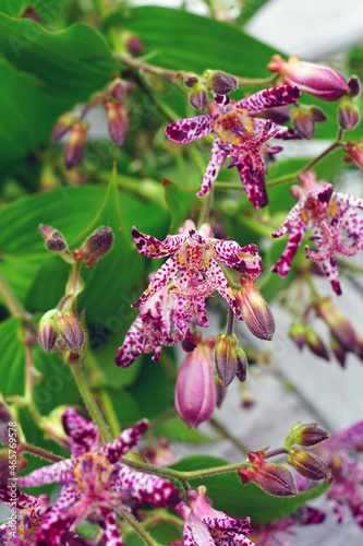 Stems of purple tricyrtis hirta (hairy toad lily) flowers photo