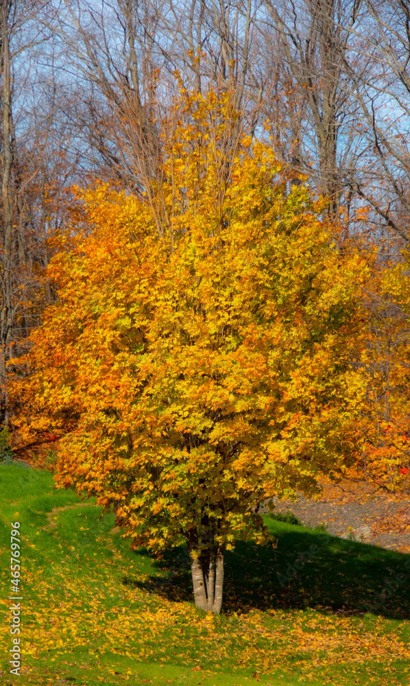 Fall colors in the Canadian countryside in the province of Quebec