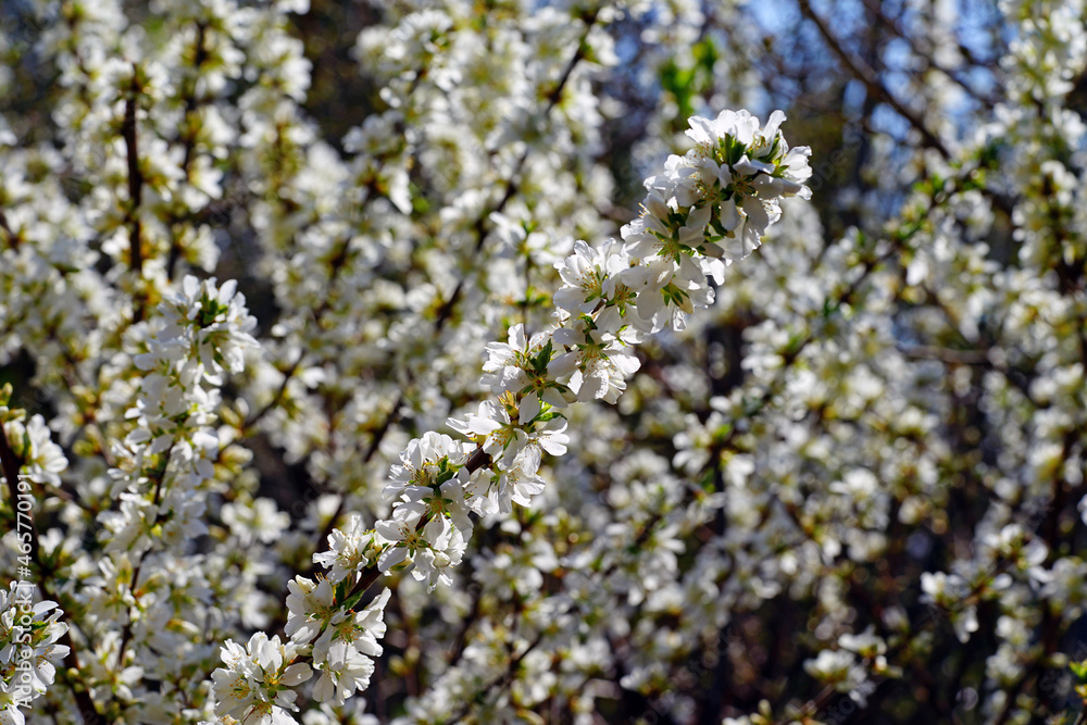 Branches of White flowers of Bush Cherry (Prunus Japonica) Branches of White flowers of Bush Cherry (Prunus Japonica)