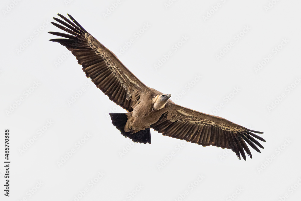 Griffon vulture, Gyps fulvus in Monfrague National Park. Extremadura, Spain Griffon vulture, Gyps fulvus in Monfrague National Park. Extremadura, Spain