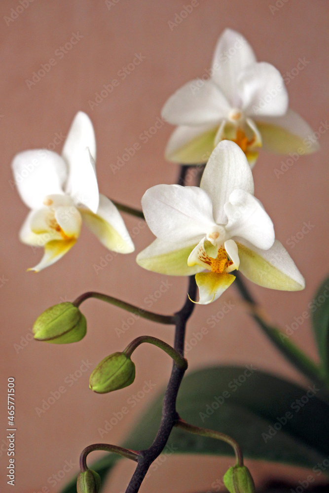 Naklejka premium Mini White Phalaenopsis Orchids