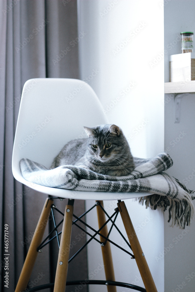 cat on the char