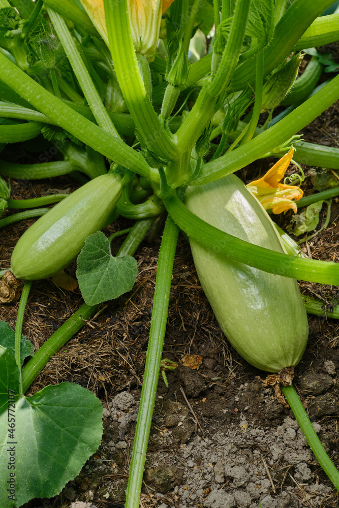 Obraz premium Zucchini blooms and grows on a bush in the open ground. The cultivation of Zucchini in greenhouses. Selective focus