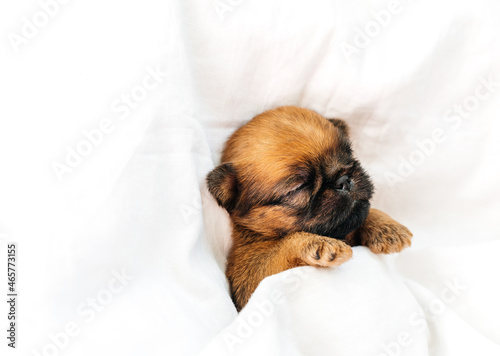 a sleeping newborn Brussels Griffon puppy of red color lies under a white blanket with closed eyes. High quality photo