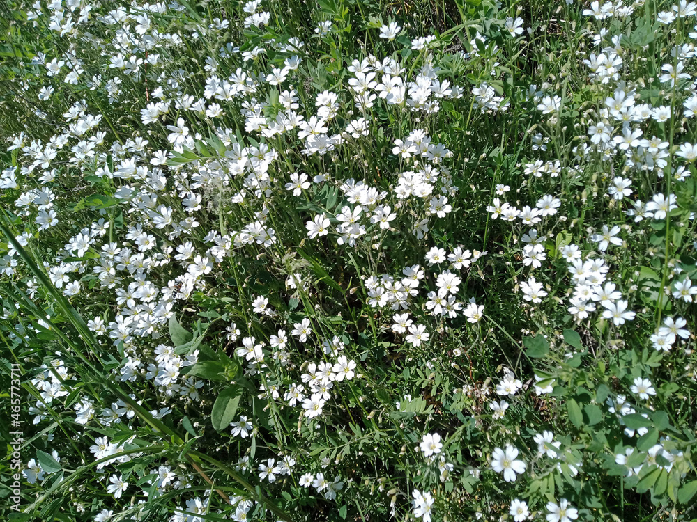 flowers in the forest