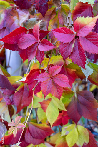 A maple season, colourful leaves in autumn